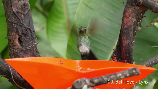 Greenish Puffleg - ML201509581