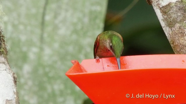 Fawn-breasted Brilliant - ML201509591