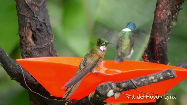 Fawn-breasted Brilliant - ML201509601