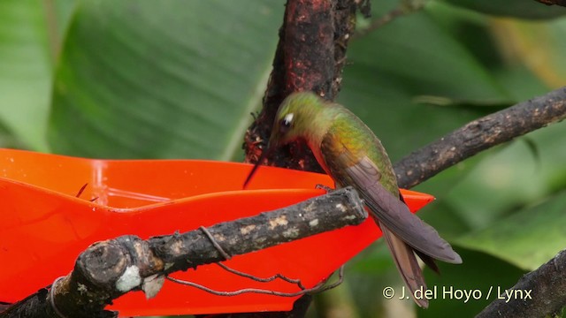 Fawn-breasted Brilliant - ML201509611