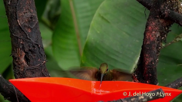 Fawn-breasted Brilliant - ML201509621