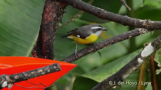 Zuckervogel [luteola-Gruppe] - ML201509651