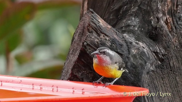 Bananaquit (Continental) - ML201509661