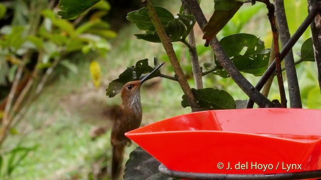 Bronzekolibri - ML201509681