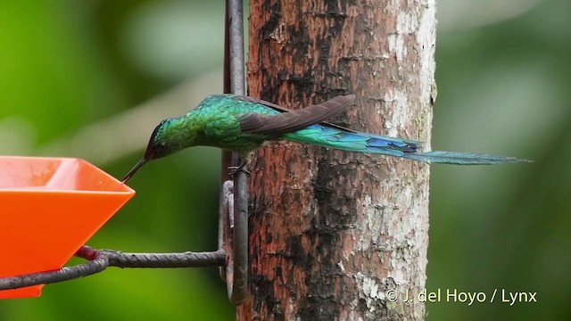 Violet-tailed Sylph - ML201509701