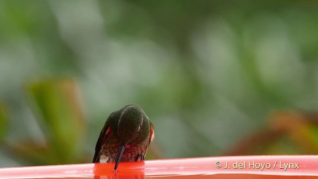 Buff-tailed Coronet - ML201509731