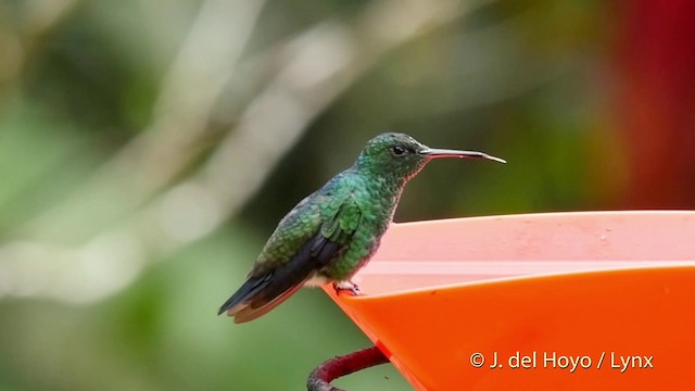 Steely-vented Hummingbird - ML201509761