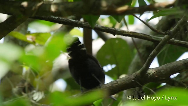 Jet Antbird - ML201509781