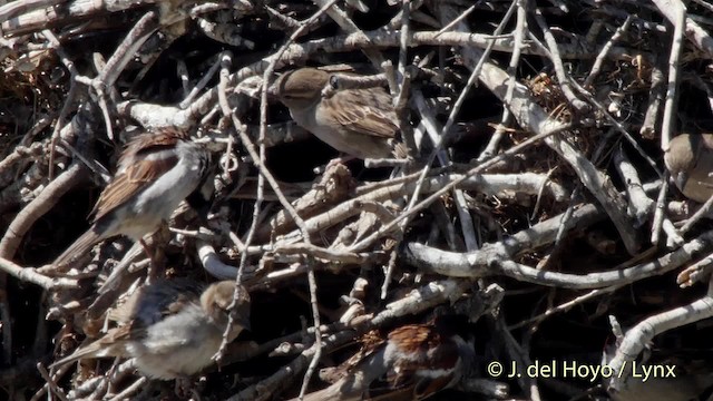 House Sparrow - ML201509961