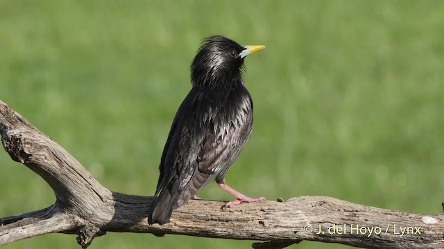 Estornino Negro - ML201509981