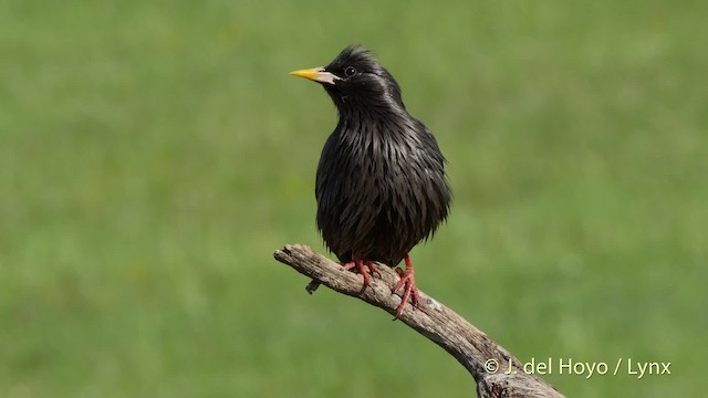 Spotless Starling - ML201509991