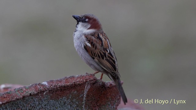 House Sparrow - ML201510031