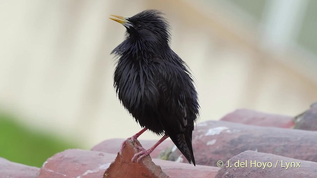 Estornino Negro - ML201510051