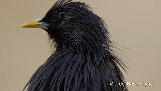 Spotless Starling - ML201510101