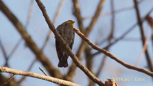 インドミツオシエ - ML201510111