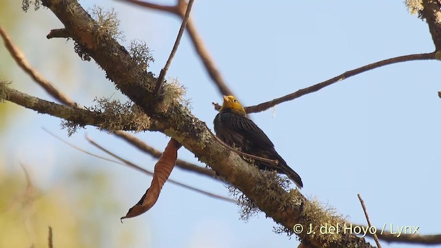 Sarı Sırtlı Balkılavuzu - ML201510151