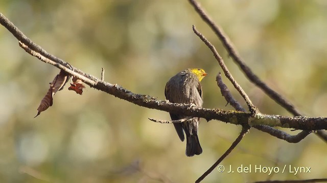 Yellow-rumped Honeyguide - ML201510161