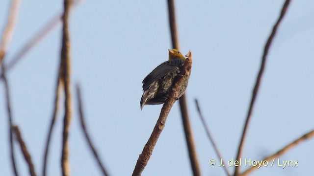 Indicateur à dos jaune - ML201510171