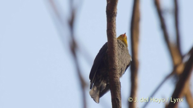 Sarı Sırtlı Balkılavuzu - ML201510181