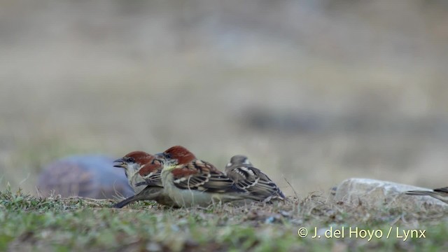 Russet Sparrow - ML201510221