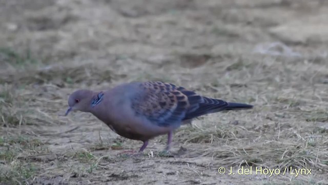 Oriental Turtle-Dove - ML201510251