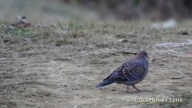 Oriental Turtle-Dove - ML201510261