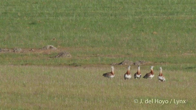 Great Bustard - ML201510381