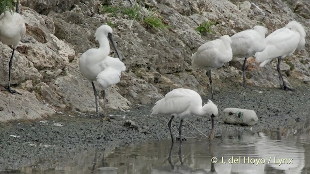 Black-faced Spoonbill - ML201510421