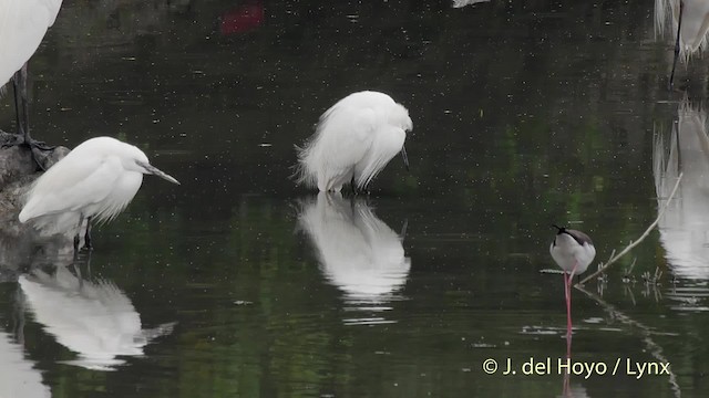 volavka stříbřitá (ssp. garzetta) - ML201510431