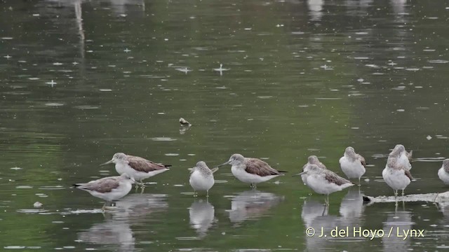 Common Greenshank - ML201510441