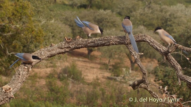 Iberian Magpie - ML201510461