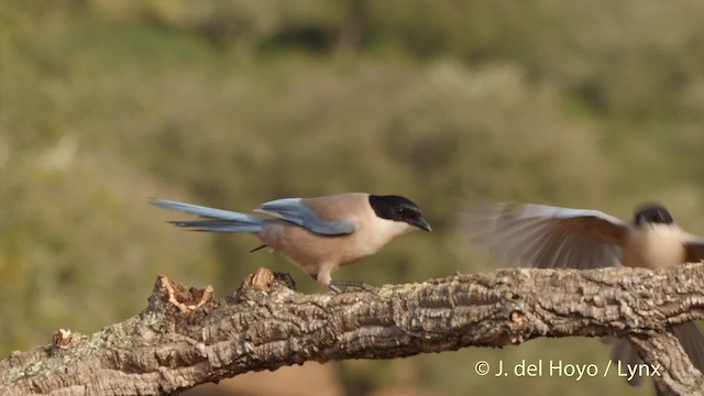 Iberian Magpie - ML201510471