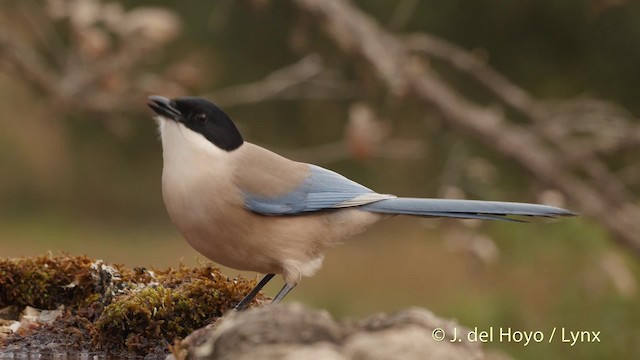 Iberian Magpie - ML201510481