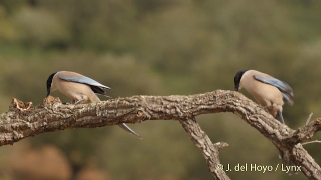 Rabilargo Ibérico - ML201510491