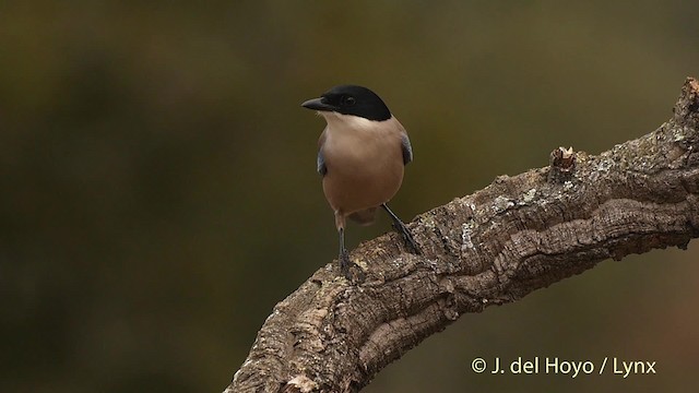 Iberian Magpie - ML201510511