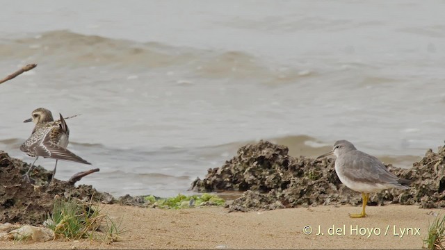 Gray-tailed Tattler - ML201510561