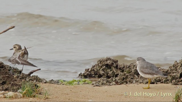 sibirvandresnipe - ML201510561