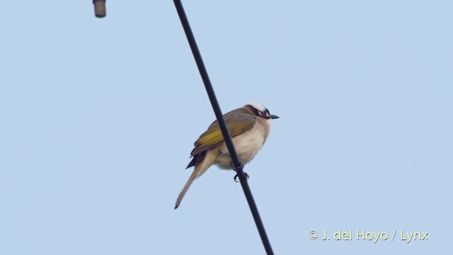 Light-vented Bulbul (formosae/orii) - ML201510581