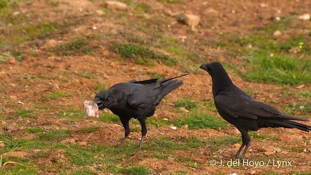 Common Raven - ML201510811