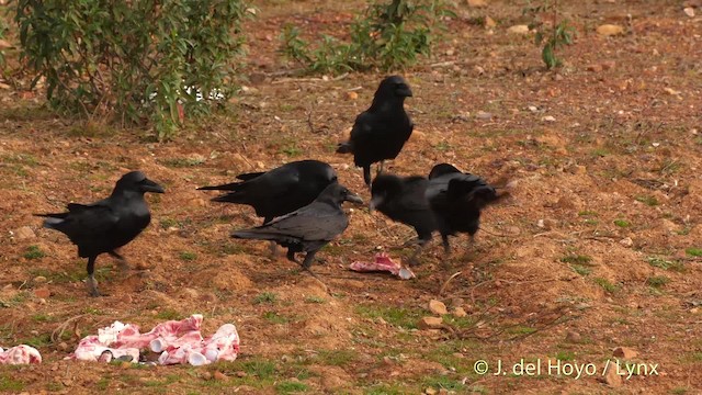 Common Raven - ML201510821