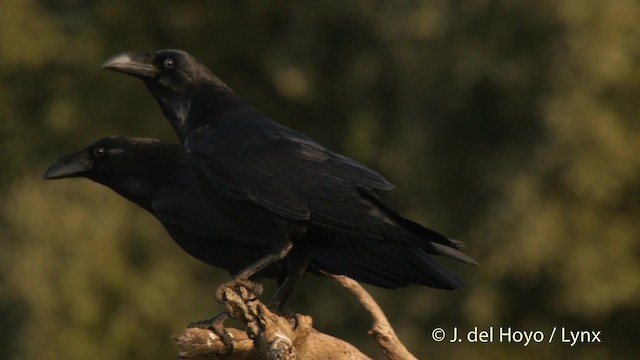 Common Raven - ML201510841