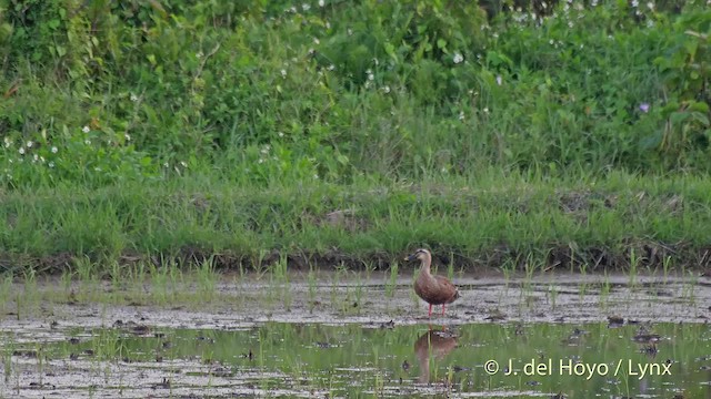 Eastern Spot-billed Duck - ML201510871