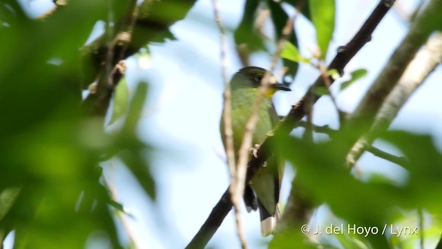 Ryukyu Flycatcher - ML201510931