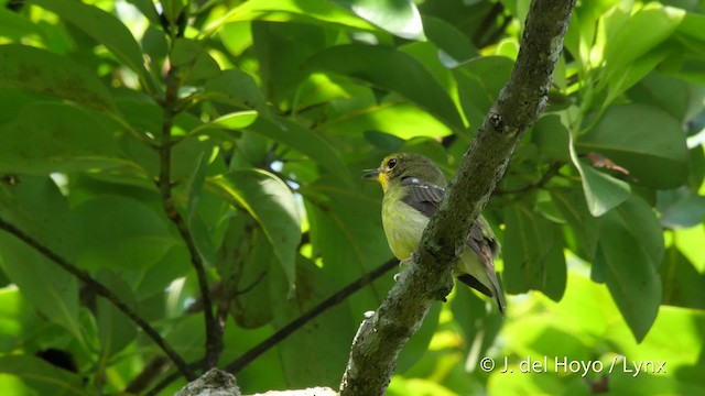 Ryukyu Flycatcher - ML201510941