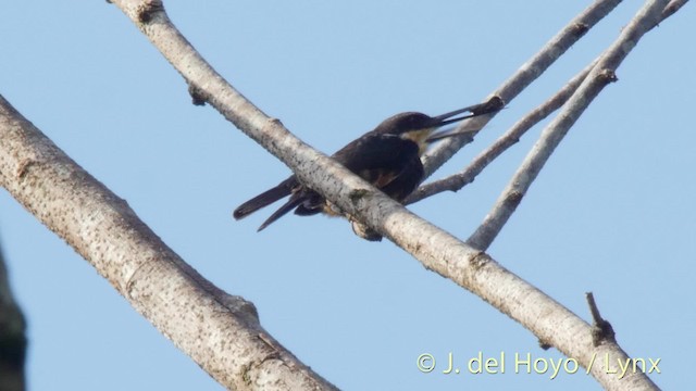 Dusky-backed Jacamar - ML201511011