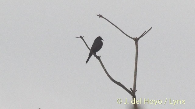 Giant Cowbird - ML201511051