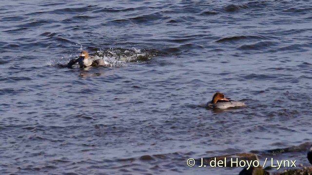 Крех великий (підвид merganser/orientalis) - ML201511121