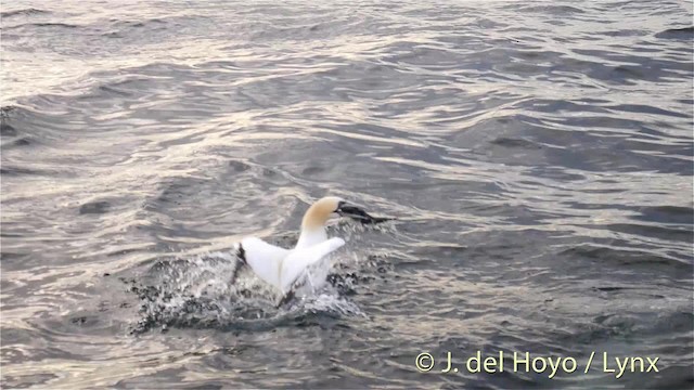 Northern Gannet - ML201511131