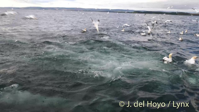 Northern Gannet - ML201511141