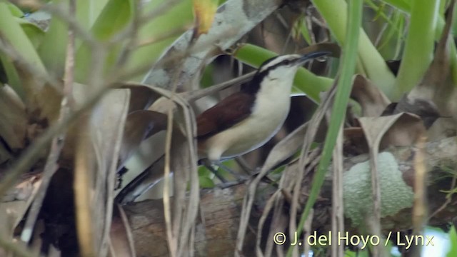 Bicolored Wren - ML201511181